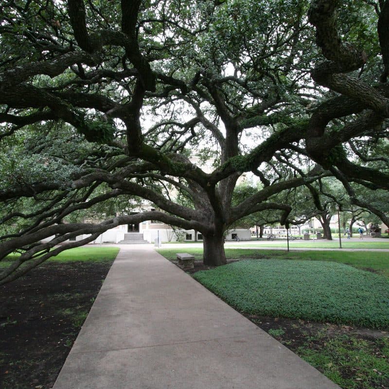 Century Tree, College Station